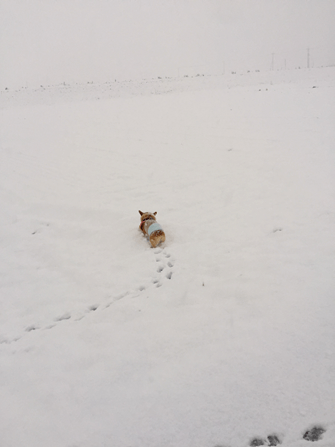 20160118-02-Purin.png