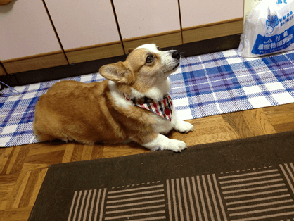 20130602-02-Purin.png