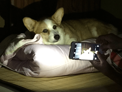 20150827-03-Purin.png