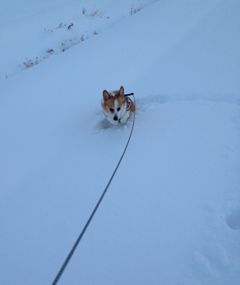 20140209-03-Purin.png
