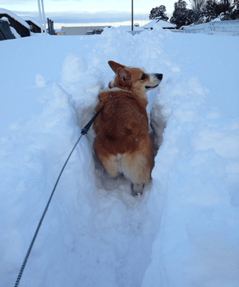 20140209-05-Purin.png