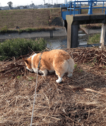 20141011-02-Purin.png