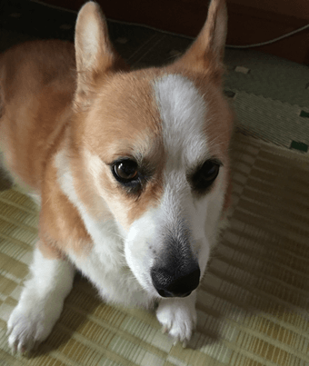 20150827-01-Purin.png