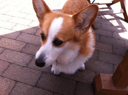 20110504-01-Purin.png