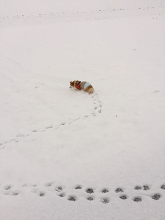 20160118-03-Purin.png