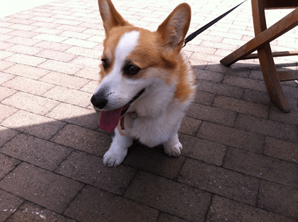 20110504-04-Purin.png
