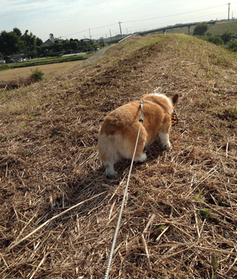 20141011-03-Purin.png