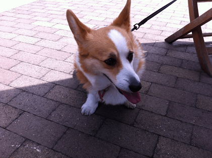 20110504-03-Purin.png