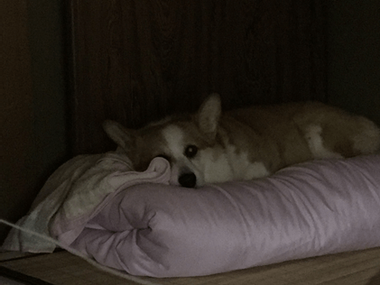 20150827-02-Purin.png