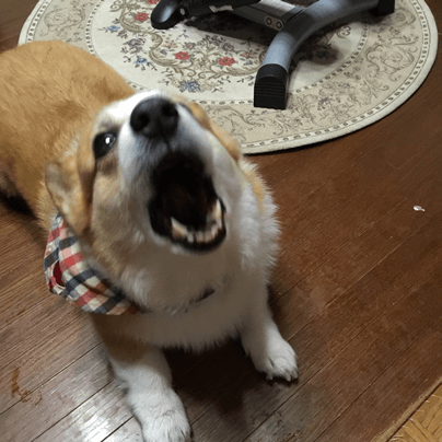20141101-01-Purin.png