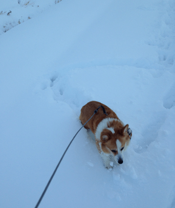 20140209-04-Purin.png