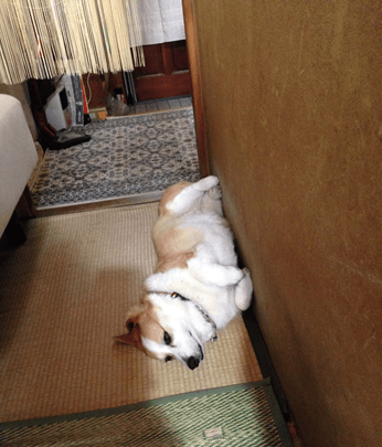 20140921-01-Purin.png