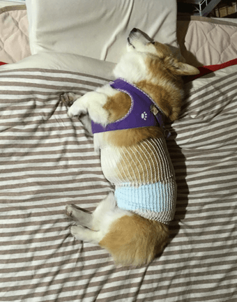20160107-01-Purin.png