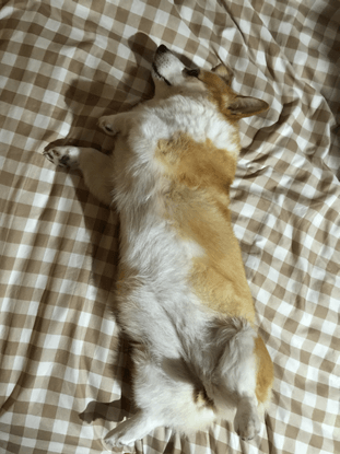 20150830-01-Purin.png