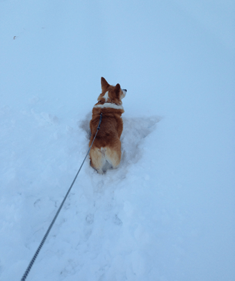 20140209-01-Purin.png