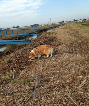 20141011-01-Purin.png