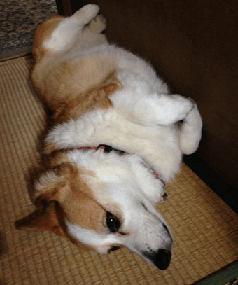 20140921-02-Purin.png