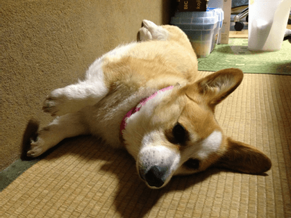 20130602-01-Purin.png
